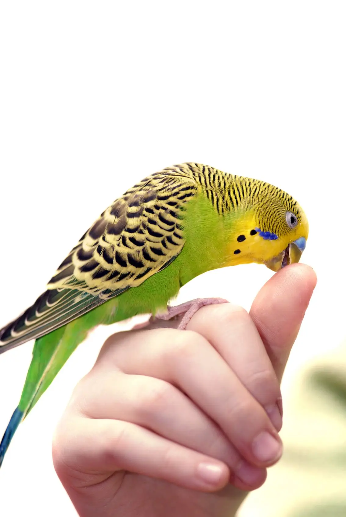 Ein Vogel, der auf einer Menschenhand steht.